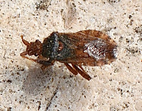 Strobilotoma typhaecornis